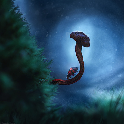 photography mushrooms green rainy moody nature dew nature woodland mossy moss leaves ethereal