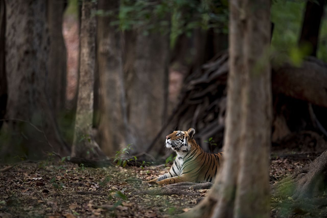 Tiger dream. DVD National Geographic земля тигров. Dreaming about Tiger photo. Tiger Top view.