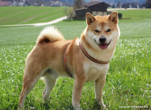 smiling shiba | Tumblr