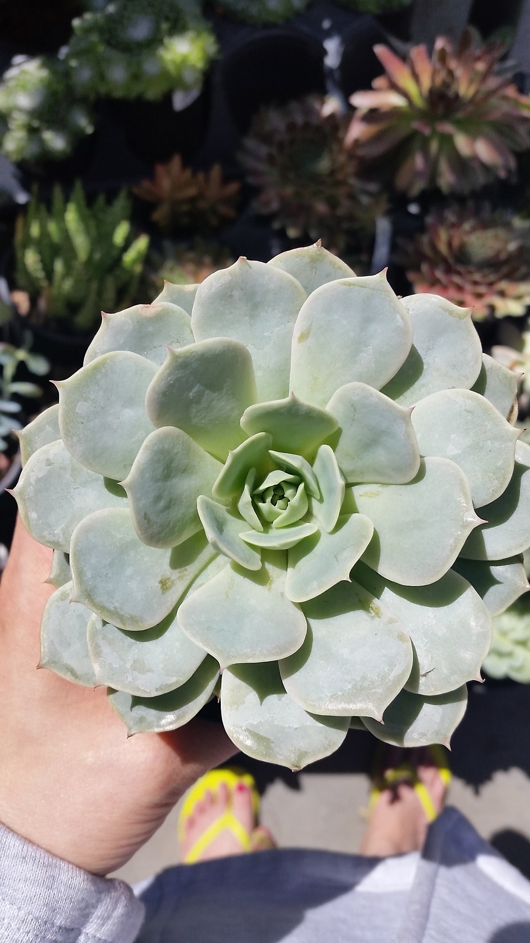 plant addict echeveria fleur  blanc  