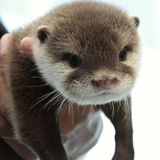 otter on Tumblr