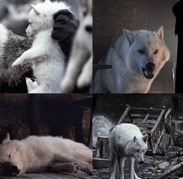 Ghost Good Boy Right In The Feels Game Of Thrones Got