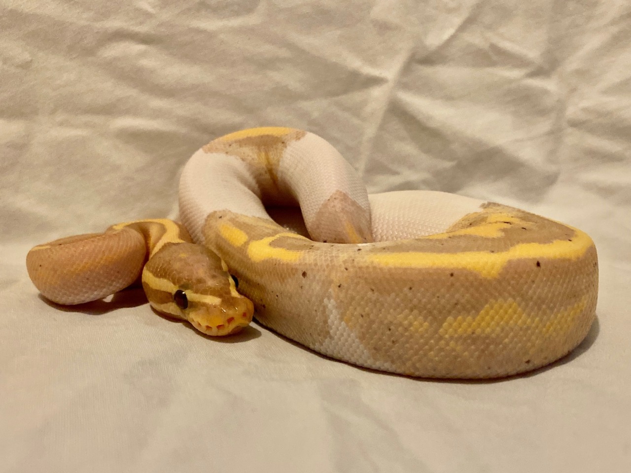 ball python hides