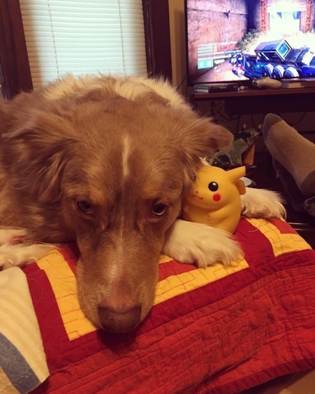 An image of a brown Australian shepherd cuddling a small plastic Pikachu, illustrative of how cute the author’s dog is.