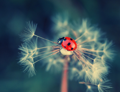 renamonkalou:Moments from the life of ladybirds | Crazy...