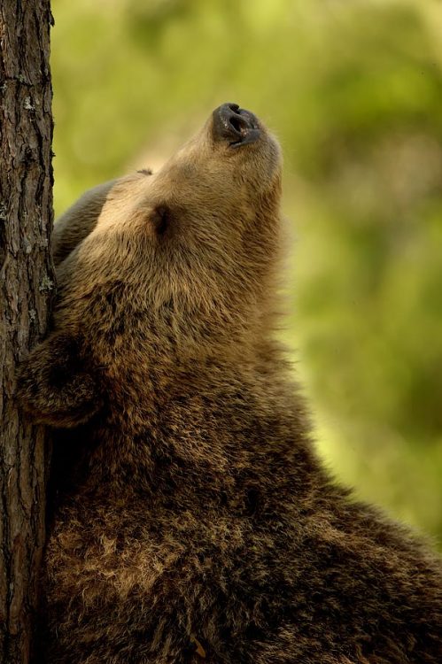 faeryhearts:Photography: Female Brown Bear In Finland, by Edwin...