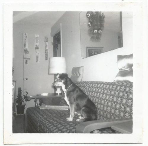 classicdogs