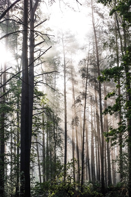 jalouise:morning sun into the woods