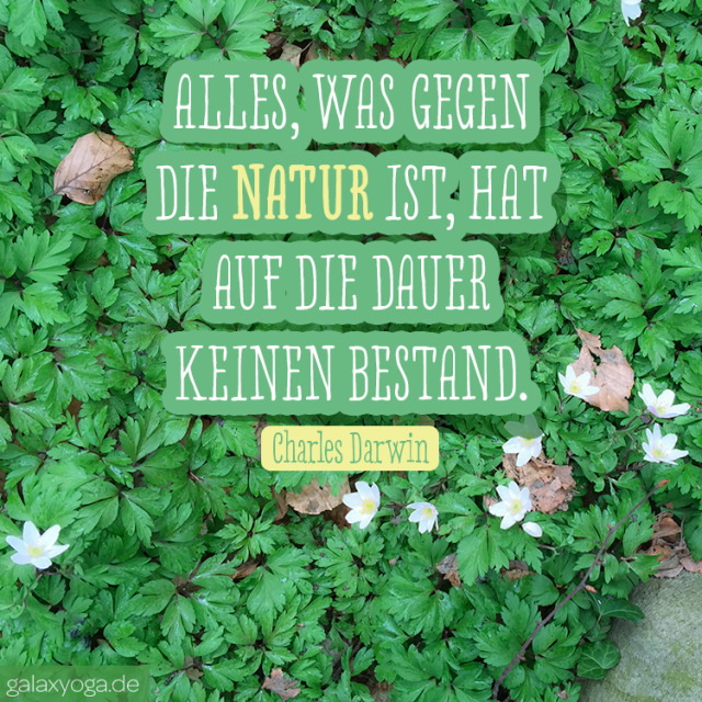Buschwindrschen Mehrzahl  1 Lsung Mit 8 Buchstaben