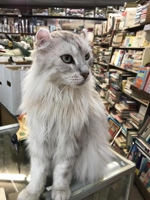 cutekittensarefun:Comic book store guardian