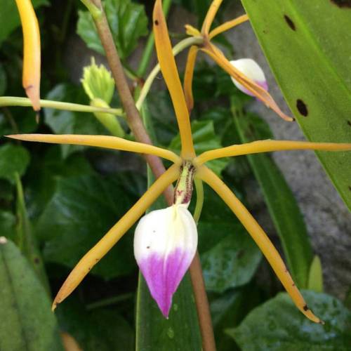 Prosthechea brassavolae is an orchid (Orchidaceae) in the...