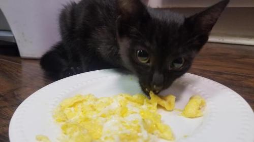 constantcaturday:Just a kitty eating some eggy wegs.