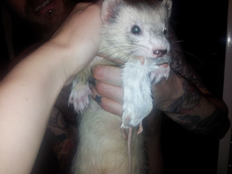 Raw diet meal plan for ferrets