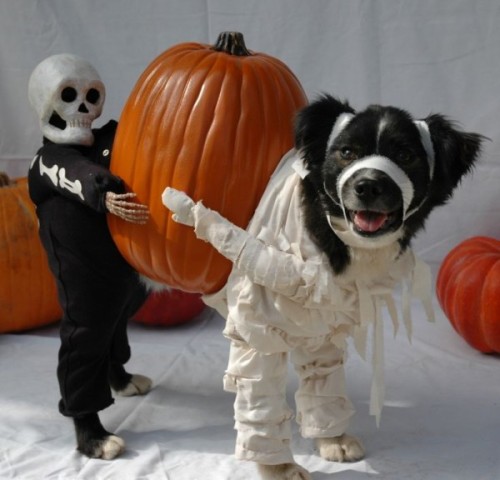 halloweentrickortreat:Dogs in Halloween costumes is a 10/10 