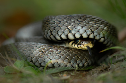 lovingexotics: Grass Snake Natrix Natrix Source: Here