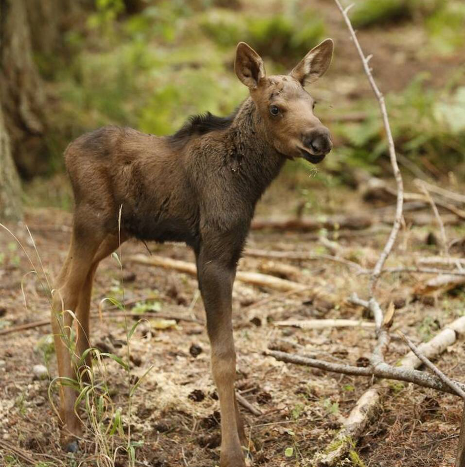 baby moose sounds