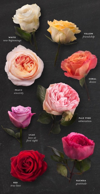 miss-mandy-m:Rose color meanings