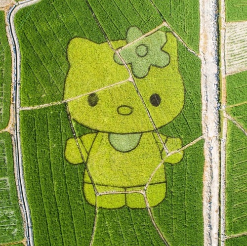 cgtnofficial:This amazing design was done by Chinese farmers in...