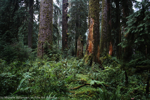 bright-witch:Olympic National ForestPrints