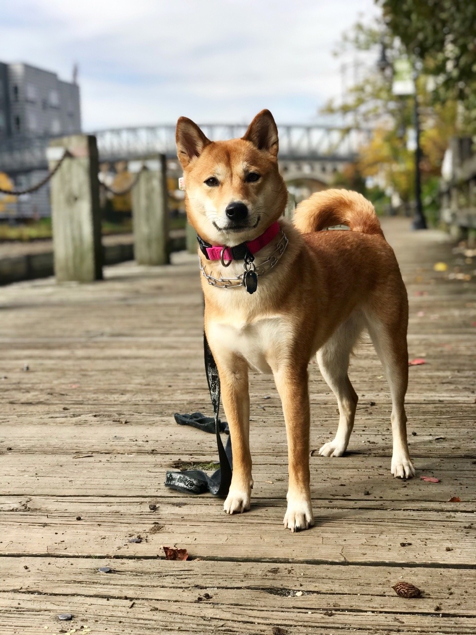 Short Haired Shiba Inu