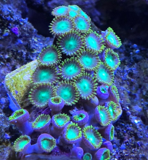 thatfishblog:Corals in my tank part 3Blue spot mushroom, blue...