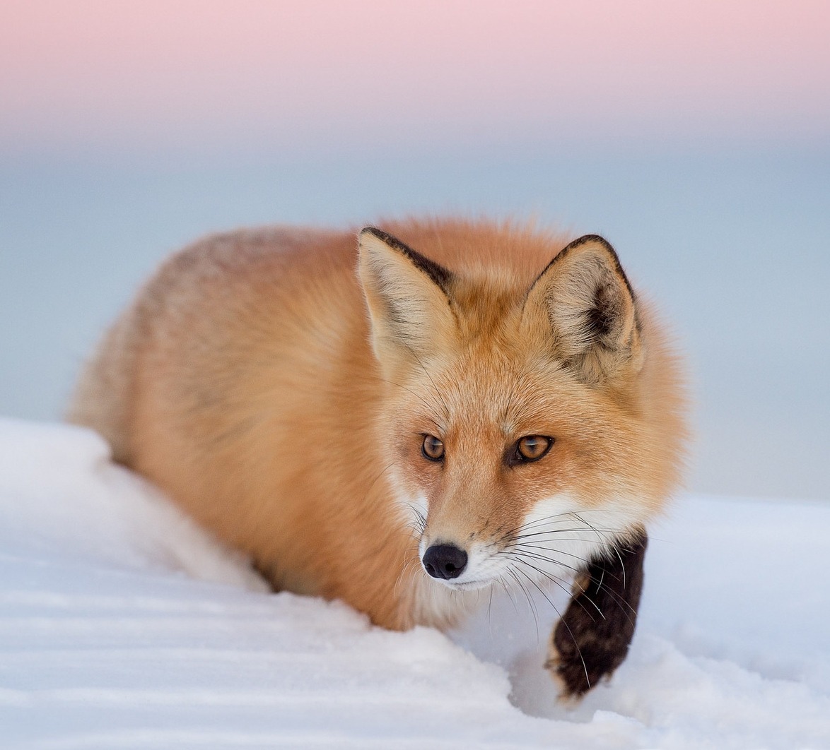Spirit Of Fox: Photo