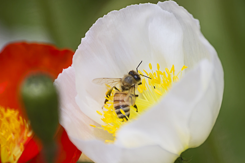 Johnnie Shene Photography ( Bee & White Poppy (ë²ê³¼ íììê·ë¹)