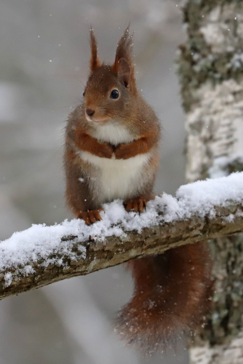 skarsjoy:michaelnordeman:Red squirrel/ekorre.I’m so in love...