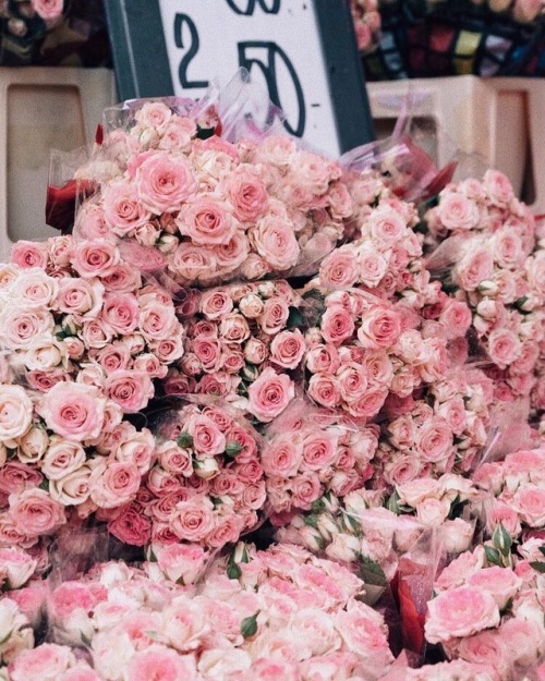 andantegrazioso:Roses in Copenhagen | nastasiaspassport