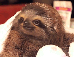 huffingtonpost: Sleepy sloths are best sloths.