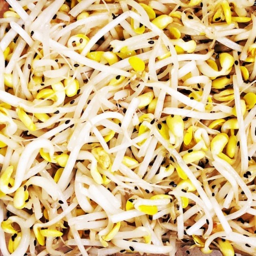 nom nomnom sprouts uncooked healthyfood cuisine sidedish shotoniphone bean beans vegetable asiancuisines shotoniphonex asiancuisine mungbean blanched mung asianfood asianfoodporn mungbeans healthy snapseed fresh beansprouts asian dish mungbeansprouts sprout beansprout organic