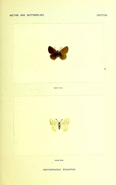 wapiti3:Moths and butterflies of the United States, east of...