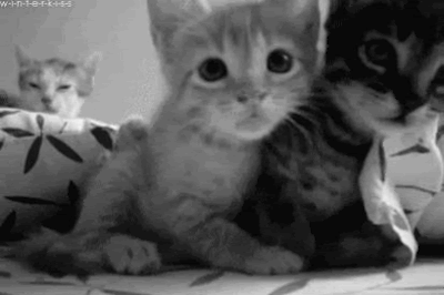 kitten gif tumblr