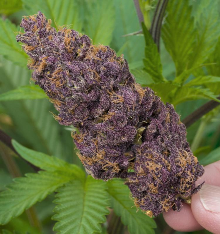Cool Weed Pics These Buds Are Sooo Purp Looks Dope With The