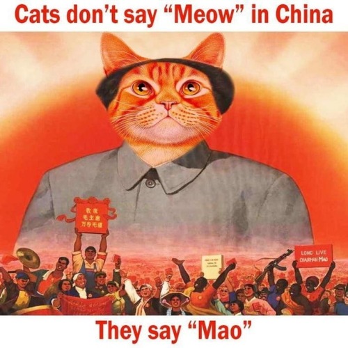 china cat meow mao zedong meme funny memes funny memes