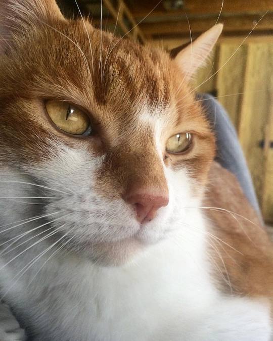 An orange-and-white short-haired cat's face. His face is slightly angled to the side, and he's looking into the distance.