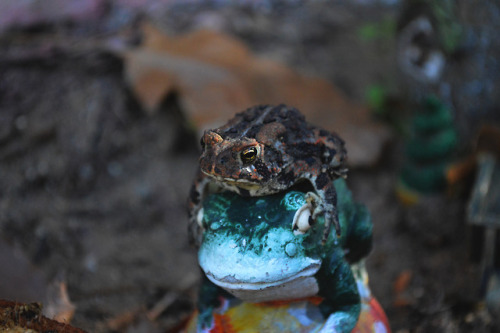 megarah-moon:My newest toad friend stayed perfectly still for...