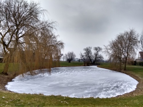 Friday 2017/02/10 - NetherlandsThe fond is frozen and the wind...