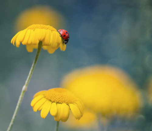 renamonkalou:Moments from the life of ladybirds | Crazy...