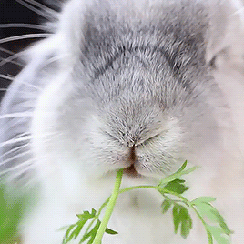 bunnies gifs | WiffleGif