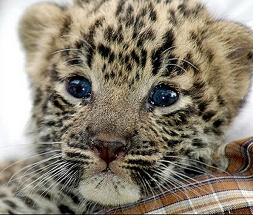 Leopard Leopards Wild cat Wild cats Cute animals cute baby animals baby animals animals Cute