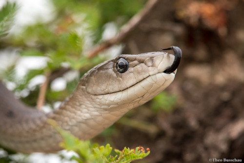 lovingexotics: Black Mamba Dendroaspis Polylepis Source: ...