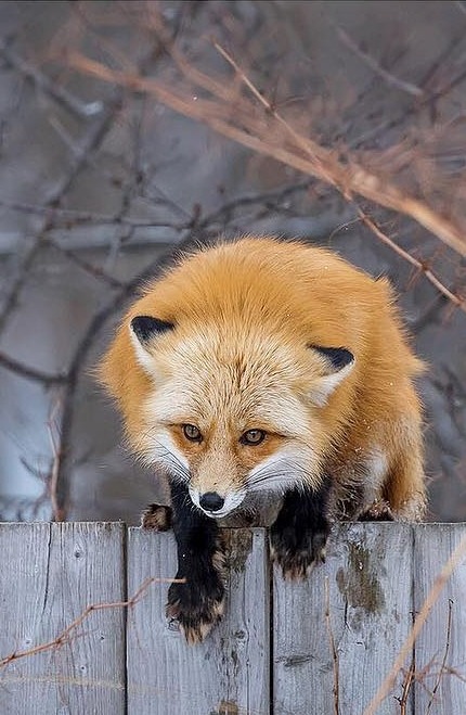 Red Fox Vixen by © bkcrossman