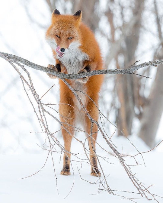 . Photo by @ratbud Fox in Kamchatka Krai. #Wild #Fox #RedFox #Nature #Wildlife #Animals #KamchatkaKrai #Wildeyesa #Saveleopards...