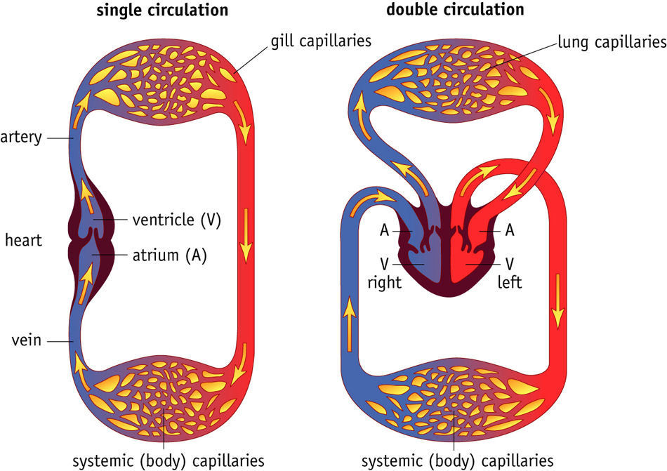 what-is-a-closed-circulatory-system-circulatory-system-definition