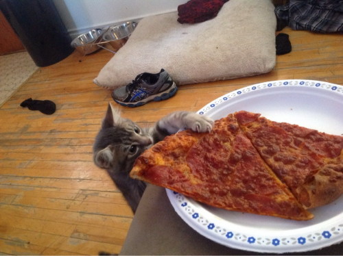 catasters