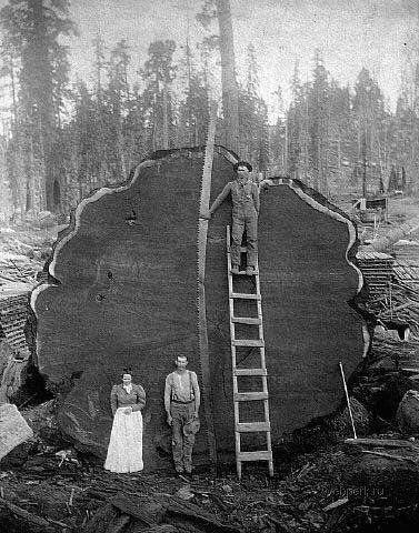 Lumberjacks stood next to their freshly cut 18ft diameter Giant Sequoia in Tulare County, California (1891). Check this blog!