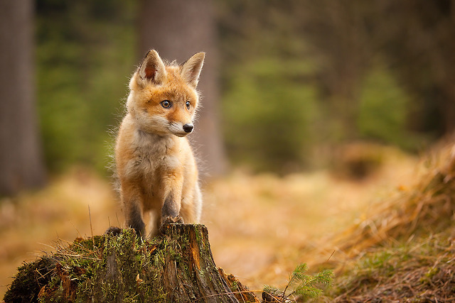 My Aesthetic — vurtual: FOX (by Robert Adamec)