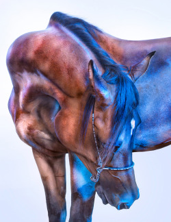 All the wild horses by Andrew McGibbon