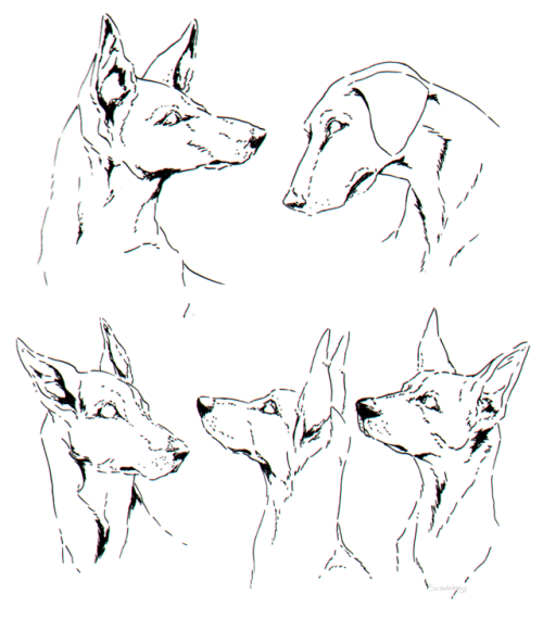 dog drawings on Tumblr